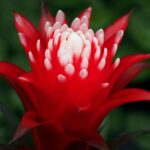 Guzmania Hope çiçeği, iç mekanınıza doğanın güzelliğini getirirken, canlı ve renkli yapraklarıyla dikkat çekiyor. Bu çarpıcı bitki, evinizin veya işyerinizin atmosferini aydınlatırken, aynı zamanda sakinleştirici bir etki yaratır. E-ticaret sitemizde Guzmania Hope'u keşfedin ve yaşam alanlarınıza taze bir nefes katın!